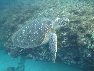 一本古老的航海日誌︰海龜如何在海洋中航行(本相簿經作者授權)