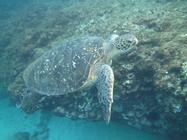 在近海覓食的亞成龜