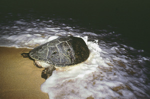 母龜產完卵下海