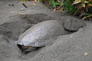 正在產卵的母龜