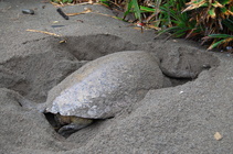 正在產卵的母龜