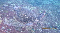 海中生活的亞成龜