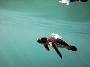 小海龜的水下泳姿