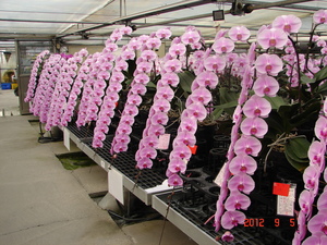 蝴蝶蘭大規模的專業商業化栽培1