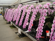 蝴蝶蘭大規模的專業商業化栽培1