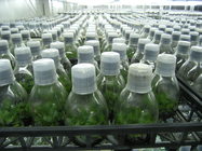 蝴蝶蘭大規模的專業商業化栽培2