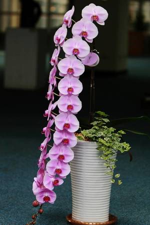 有趣的蝴蝶蘭栽培與照護（本相簿作品皆經作者授權）