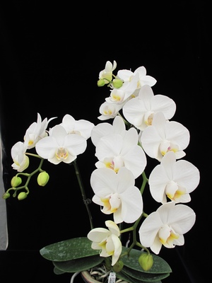 人工育種的四倍體P. aphordite，花形圓整