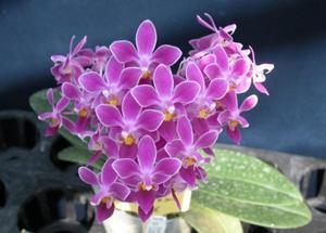 人工育種的四倍體P.equestris，桃紅色多花為其特性