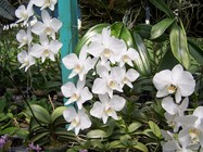 原生二倍體P.aphordite