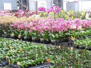SOGO蘭園的一角，各種顏色的中小型蝴蝶蘭盆花，多數具有P. equestris血緣