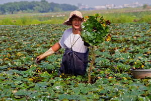 台南市官田區-豐收