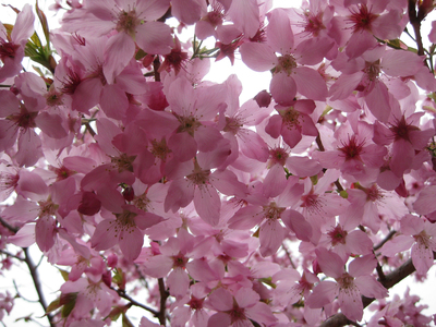 台灣拼圖-嘉義縣