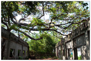 高雄市湖內區-甘仔蜜會社