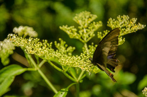 台中市北屯區－大坑2號步道蝶影