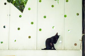 台中市西區－精誠來的貓