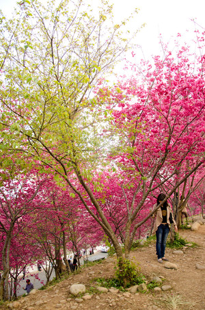台中市新社區－心型櫻花