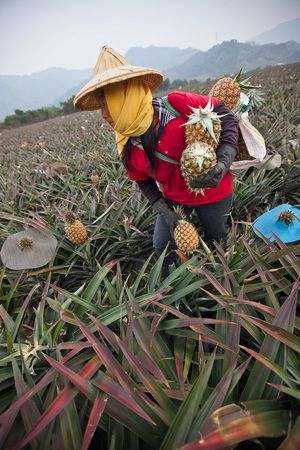 屏東縣萬巒鄉-採鳳梨
