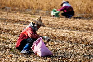 屏東縣萬丹鄉-拾豆