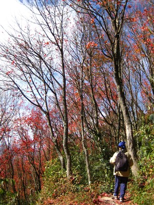 台中市和平區-稍來山火楓