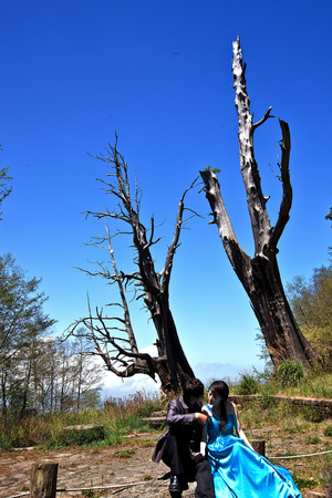 南投縣信義鄉-夫妻樹