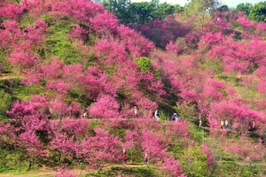 台中市北屯區－大坑風景區櫻花林