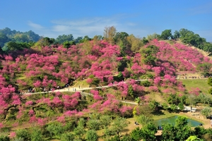 台中市北屯區－大坑櫻花林