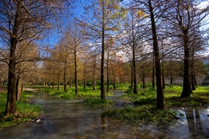 花蓮縣壽豐鄉－雲山水落羽松林