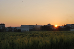 台中市大雅區－尚未成熟的青麥