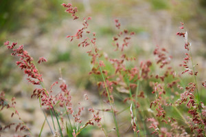 台中市大肚區－萬里長城步道小稗草