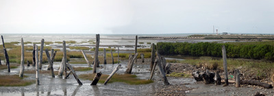 台中市大安區－漂流木海岸