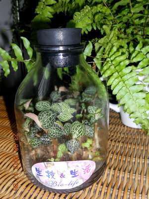 以果蔬為培養基的組培金線蓮