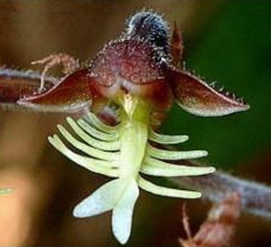 臺灣金線蓮的唇瓣就像一副魚骨頭