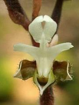 高雄金線蓮的花