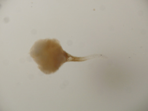 天麻種子無菌培養發芽