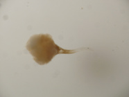 天麻種子無菌培養發芽