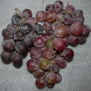 台灣多樣的果樹種類（本相簿作品皆經作者授權）