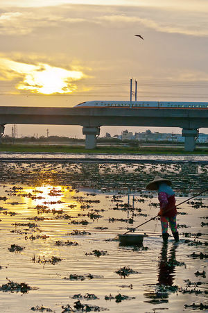 台南市官田區─高鐵與菱角田