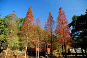 新竹縣峨眉鄉－落羽松紅