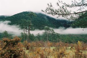 台中市和平區-迷霧武陵農場