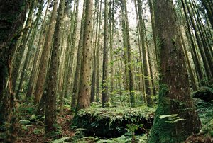 台中市和平區-橫嶺山柳杉林