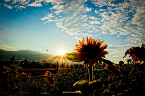 臺中市新社區－向日葵花海