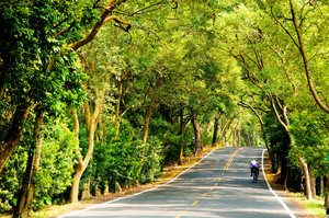 南投縣集集鎮-綠色隧道