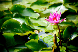 台中市南區-轉角的荷花池