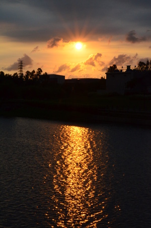 台南市新市區─迎曦湖─黃絲帶