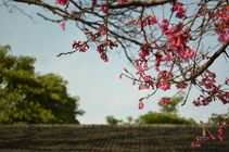 台中市西屯區─東海大學─櫻與屋