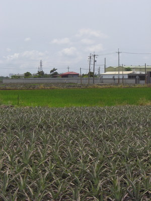 台南市關廟區－鳳梨田