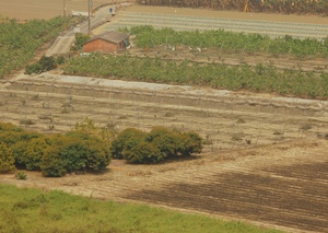 台南市新化區─青黃農田(知母義林場)