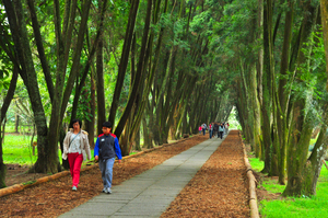 南投縣竹山鎮-台大實驗林-2012.1.1