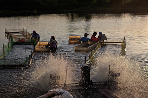 屏東縣里港鄉-捕蝦之晨